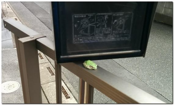 ポストの前のかえる